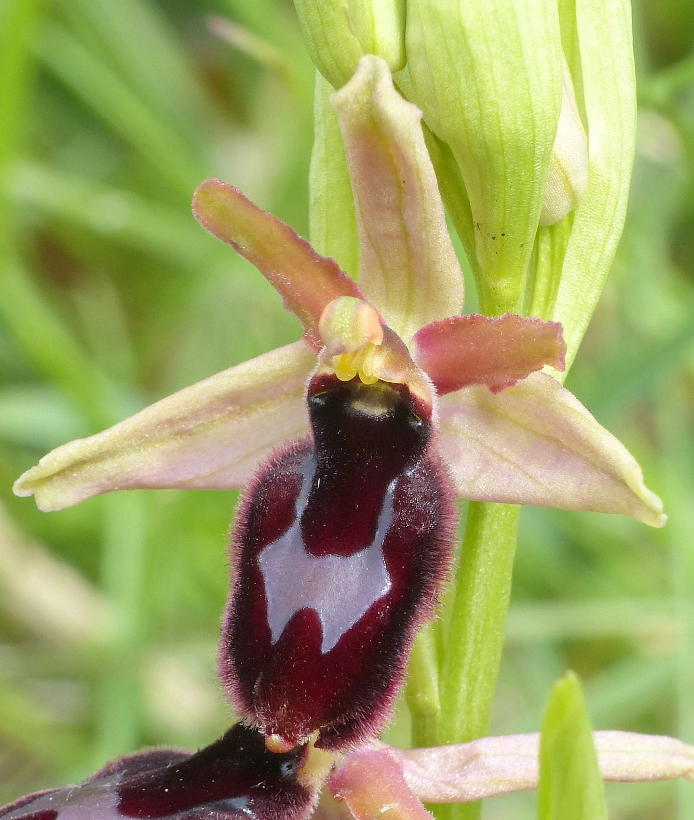 Primi di maggio 2015; alcuni ibridi di Ophrys nel Lazio.